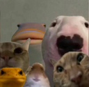 Starring_Animals Discord Emoji from Hejteri CODM