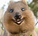 Animals6 custom emote from Hejteri CODM