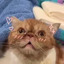 blushingcat