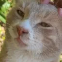 elliot