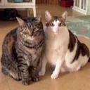 Baowu