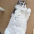 MikoWide