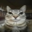 da_CatStare Discord emoji