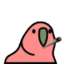 stoner_parrot