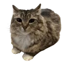 W_CatChill