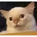 W_CatDumb