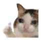 W_CatOkay