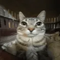 W_KittyStare