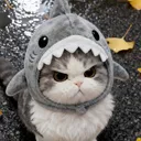 W_KittyAngyShark