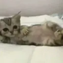 W_KittyMeoww