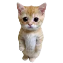 W_KittyDebout