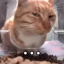 86199catsideeye