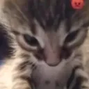 309380angycat