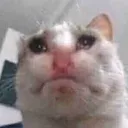 433597sadcat