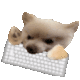 :DogKeyboard: