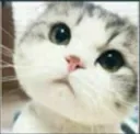 Pyari_Billi