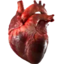ls_organ3