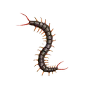 ls_centipede