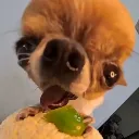 dawgpickle