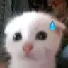 catsweat