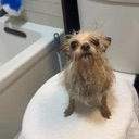 A small, wet, scruffy dog sits on a white toilet lid and looks upward with a confused and judgmental expression.