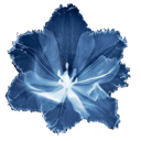 :flower: