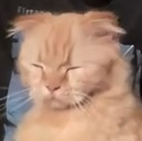 cat_mocs Discord emoji