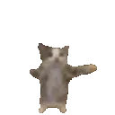 CatDance