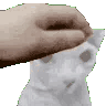 bingusgamingpat