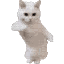 cat_dance
