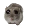 hamsterPwease