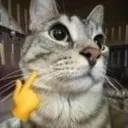 catmew_jaw