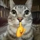 cat_meow_shh