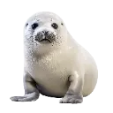 Pngtreeharpseal_13488119