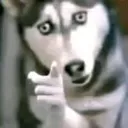 dog_pointing