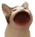 catmeow