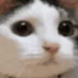 cat_Nooo_napa