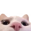 cat_peek_lurk_napa