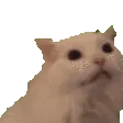 brown_Scream