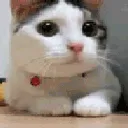 catno