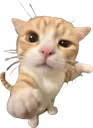 cat1