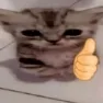 cat_thumbsup