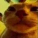 Orange_Cat_stare
