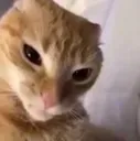 gato_ceja_edited