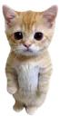 whitekitty