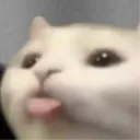 blepcat