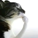 catthink