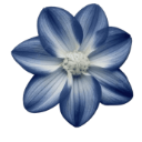 :51333blueflower: