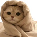 :442830comfycat: