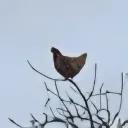<:chicken:1511932044169580564>
